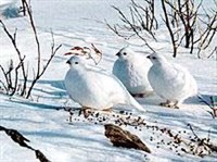 Белая куропатка (зимой)