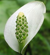 Болотный Белокрыльник (цветок)