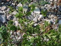 Волчеягодник боровик – Daphne cneorum L.