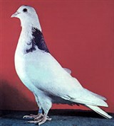 Высоколетные голуби (Гривун)