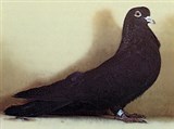 Высоколетные голуби (Николаевский черный)
