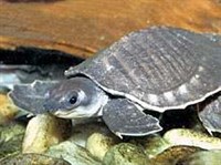 Двукоготная черепаха (Carettochelys insculpta)