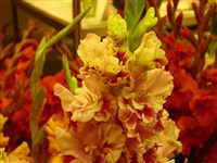 Джордж Сорос [Род гладиолус (шпажник) – Gladiolus L.]