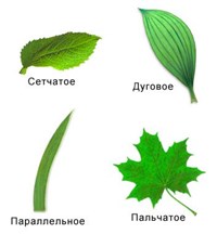 ЖИЛКИ (типы жилкования листьев)