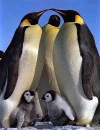ИМПЕРАТОРСКИЙ ПИНГВИН (Пингвины с птенцами)