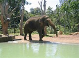 Мельбурнский зоопарк (слон)