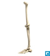 Модель скелета нижней конечности