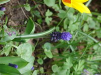 Мускари широколистный – Muscari latifolium Kirk.