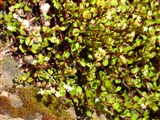 Мюленбекия пазушная, карликовая – Muehlenbeckia axillaris (Hook.f) Walp. (2)