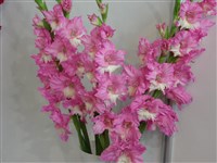 Озорные повороты [Род гладиолус (шпажник) – Gladiolus L.]