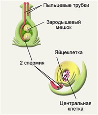 Оплодотворение у растений (схема)