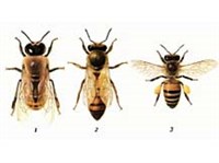 ПОЛИМОРФИЗМ (в биологии, касты медоносной пчелы)