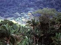 Пара (тропический лес)