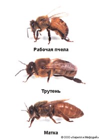 Пчелиная семья (схема)