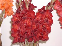 Рубиновый Колос [Род гладиолус (шпажник) – Gladiolus L.]