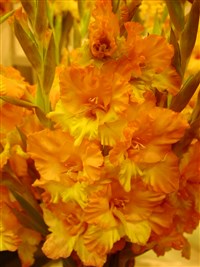 Соло Канарейки [Род гладиолус (шпажник) – Gladiolus L.]