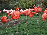 Франкфуртский зоопарк (фламинго)