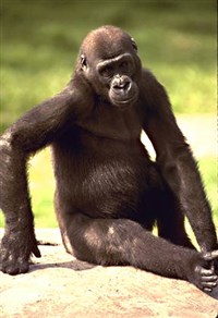 Человекоподобные обезьяны (горилла)