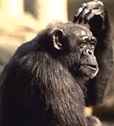 Человекоподобные обезьяны (шимпанзе)