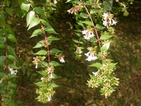 Абелия крупноцветковая – Abelia x grandiflora (Andre) Rehd.