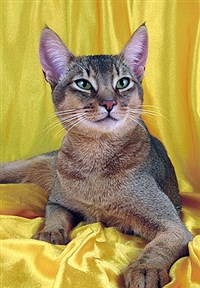 Абиссинская кошка (голубого окраса)