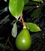 Авокадо (Persea americana)