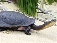 Австралийская змеиношейная черепаха (вид сбоку)