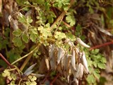 Адлумия губчатая – Adlumia fungosa (Ait.) Greene ex BSP. (2)
