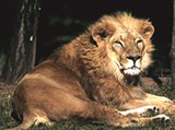 Азиатский лев (Panthera leo persica)