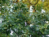 Айва продолговатая, обыкновенная – Cydonia oblonga Mill. (3)