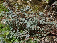 Акена магелланская – Acaena magellanica (Lam.) M.Vahl.