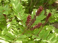 Аморфа кустарниковая, душистая, восточная, прутьевидная – Amorpha fruticosa L. (1)