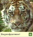 Амурский тигр (видео 1)