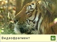 Амурский тигр (видео 2)