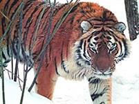 Амурский тигр (зимой)