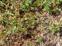 Анагаллис полевой, анагаллис очный цвет – Anagallis arvensis L.