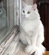 Ангорская кошка (белый окрас)