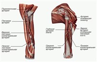 Артерии плечевого пояса