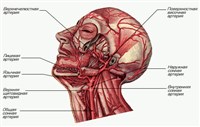 Артерии шеи, головы (ветвь нижней челюсти удалена)