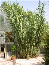 Арундо тростниковый, тростник гигантский – Arundo donax L. (2)