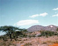 Африка (саванная растительность на полуострове Сомали)