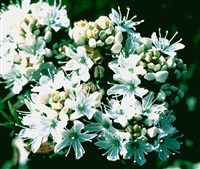 Багульник гренландский – Ledum groelandicum Oeder.