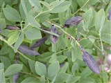 Баптизия южная, малая, разноцветная – Baptisia austrialis (L.) R.Br. (2)