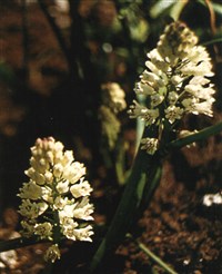 Белльвалия римская – Bellevalia romana (L.) Rchb.
