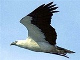 Белобрюхий орлан (Haliaeetus leucogaster)