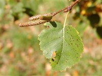 Береза Миддендорфа, раскидистая – Betula middendorffii Trautv.