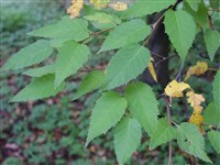 Береза Шмидта, железная – Betula schmidtii Regel. (1)