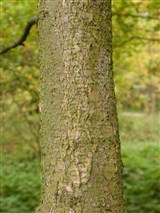 Береза Шмидта, железная – Betula schmidtii Regel. (2)