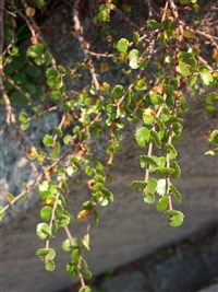 Береза карликовая, березовый стланец – Betula nana L.