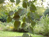 Береза лещинолистная – Betula corylifolia Reg.et Maxim.